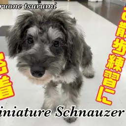 【 ミニチュア・シュナウザー 】お散歩練習に密着!2ndブログ!