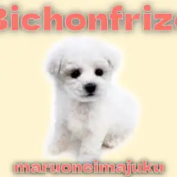 【 ビションフリーゼ 】生後3ヶ月で1.1kg!初心者必見の抜け毛少なめ温厚女子