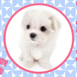 【 マルチーズ 】世界最古の小型犬！生粋のアイドルワンコ！