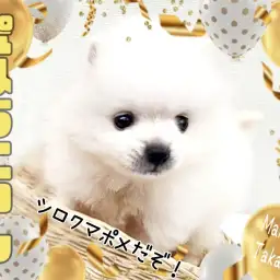 【 ポメラニアン 】純白の天使！魅惑のちびっこホワイトポメがやってきた！