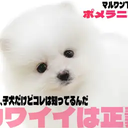 【 ポメラニアン 】天下無双の圧倒的かわいさを誇る白系ポメラニアンのお出まし!