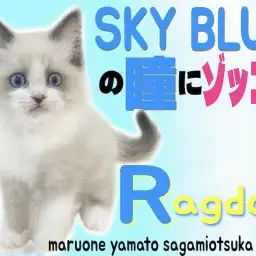 【 ラグドール 】青く澄んだ瞳の美男子ニャンコに夢中になる人続出中!