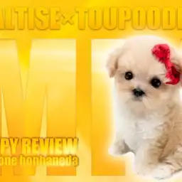 【 マルプー 】コロコロ大好き!色美しき究極のアプリコットワンコ!