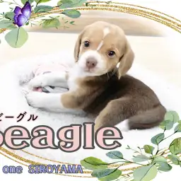 【 ビーグル 】癒し系、穏やかビグちゃんの登場です。