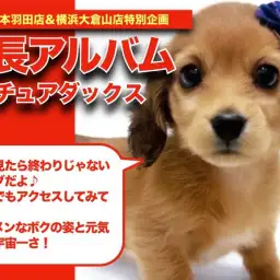 【 ミニチュアダックス 】レッドカラーのイケメンダックスちゃんの成長日記