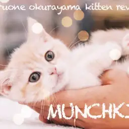 【 マンチカン 】環境慣れ抜群過ぎる!!ほんわか優しいカラーの短足マンチ!