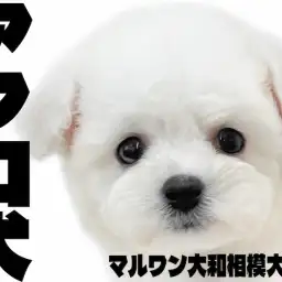 【 ビションフリーゼ 】陽気で明るいアフロ犬、お昼寝姿がかわいすぎる!