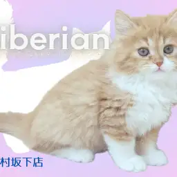 【 サイベリアン 】白ソックスの悶絶必須なアイドル的存在猫！