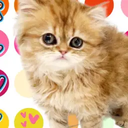 【 ペルシャ 】猫の王女様が降臨!可愛さと美しさを兼ね揃えた美貌に一目惚れ