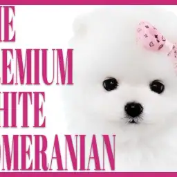 【 ポメラニアン 】絶叫の可愛さ!マルワンプレミアムなわんこが登場!