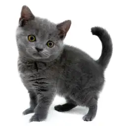 ブリティッシュショートヘア