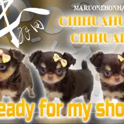 【 チワワ 】チョコタンカラーとドワーフ体型のコンビネーション最強女子現る！