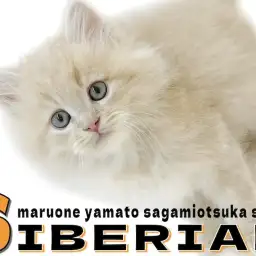 【 サイベリアン 】思わず抱きしめたくなる！ぬいぐるみのような癒し系boy