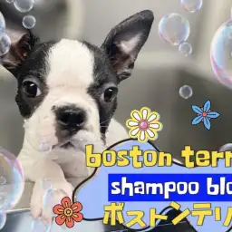 【 ボストンテリア 】初めてのトリミングデビューに密着の2ndブログ！
