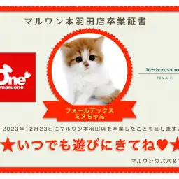 【 卒業記念 】フォールデックスちゃん卒業おめでとう!お名前「ミヌ」ちゃんに決定!