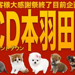 【 カウントダウン 】大感謝祭大詰め!本羽田店のスペシャルわんにゃんをご紹介!