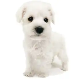 ミニチュア・シュナウザー