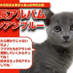 【 ロシアンブルー 】元気印満点の美女!ロシちゃんの成長アルバム