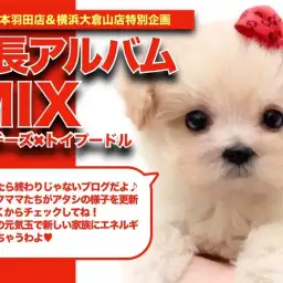 【 マルプー 】これぞぬいぐるみワンコ!マルプーちゃんの癒やし成長日記!!