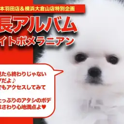 【 ポメラニアン 】純白の被毛に包まれたプレミアムポメちゃんの成長日記