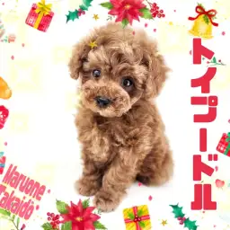 【 トイプードル 】お目目の大きな美形ワンコは元気いっぱいあまえんぼ！