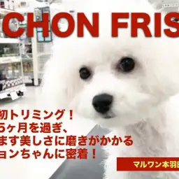 【ビションフリーゼ】生後5ヶ月を迎えますます美しくなる姿に密着♡