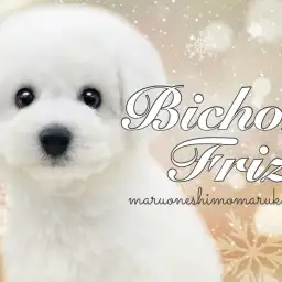 【 ビションフリーゼ 】ふわふわ毛量に、可愛さの黄金比を持ち合わせた逸材現る!