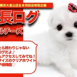 【 おまるちゃんの成長アルバム 】小さめサイズの純白王子様!おマルちゃんの成長記!