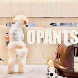 【 MIX 】おぱんつちゃんの愛称で可愛がられているビションプーちゃんの1日に密着!