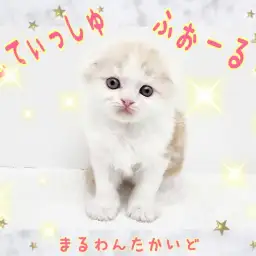 【 スコティッシュフォールド 】理想の可愛さ!カフェオレカラーの大福フェイス!