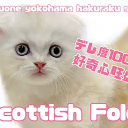 【 スコティッシュフォールド 】好奇心旺盛!デレ度100%のまん丸スコにゃん