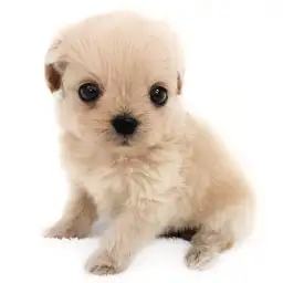 MIX（チワワ×トイプードル）