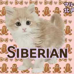 【 サイベリアン 】まん丸お目々に釘付け!超美形で人見知りゼロの男の子