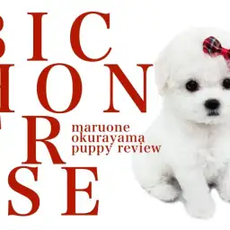 【 ビションフリーゼ 】驚きの毛量!涙やけのないきれいなお顔立ちのモコモコ男子!