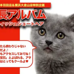 【 ブリティッシュショートヘア 】チェシャ猫といえば?!ブリティッシュちゃんの成長日記