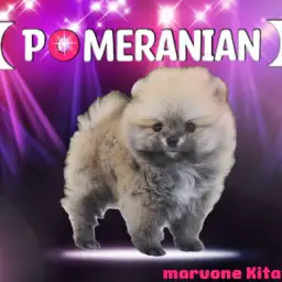 【 ポメラニアン 】驚愕のモフ感！一目で虜になる究極のポメちゃん