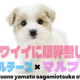 【 MIX 】マルチーズとマルプーのクォーター!限界無しの可愛いさは絶対に主役級