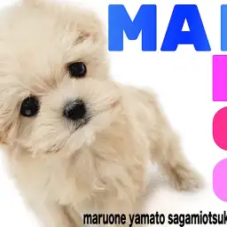 【 マルプー 】大きな垂れ目が可愛い!小柄な体格と愛嬌バツグンの性格がポイント!