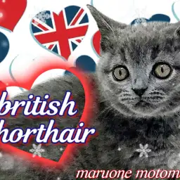 【 ブリティッシュショートヘア 】魅惑のふわもちボディをもつ癒し系にゃんこ!