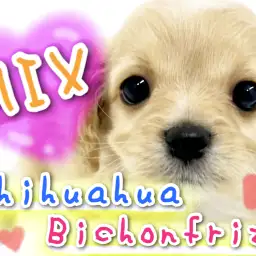 【 MIX 】珍しいMIX!チワワ×ビションのチワションが元町にやってきた!!