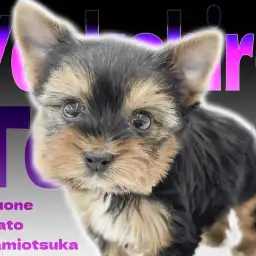 【 ヨークシャーテリア 】小柄で飼いやすい!カメラが好きなアイドル気質のヨーキー