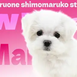 【 マルチーズ 】愛嬌たっぷり！豊富な被毛に包まれたマシュマロわんこ！