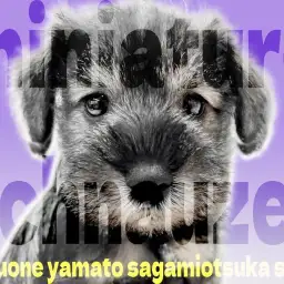 【 シュナウザー 】優しいルックスとハツラツとした性格は最高のパートナードッグ！