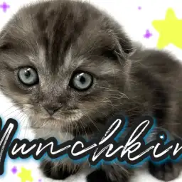 【 マンチカン 】たれ耳！短足！シックなブラックスモーク！魅力爆盛りマンチ！！