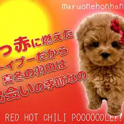 【 トイプードル 】あなたはミルク派?独り占めしちゃいたいストロベリートイプードル