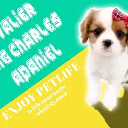 【 キャバリア 】生まれながらに平和を愛するブレンハイムの女の子!