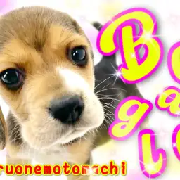 【 ビーグル 】ハウンド犬の人気者はちょっぴり困り顔ののんびりちゃん!