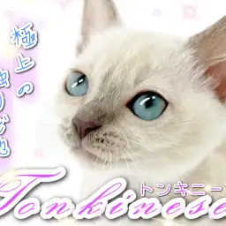 【 トンキニーズ 】極上の撫で心地!トントンが美しすぎる!!