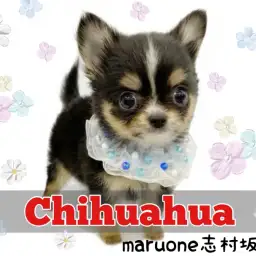 【 チワワ 】お顔も仕草もあざと可愛い王子様!完璧すぎるチワワ君がやってきた!