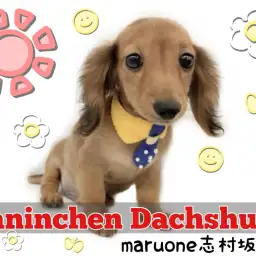 【 カニンヘンダックスフント 】希少カラーのダックス!ダッちゃんの魅力をご紹介!